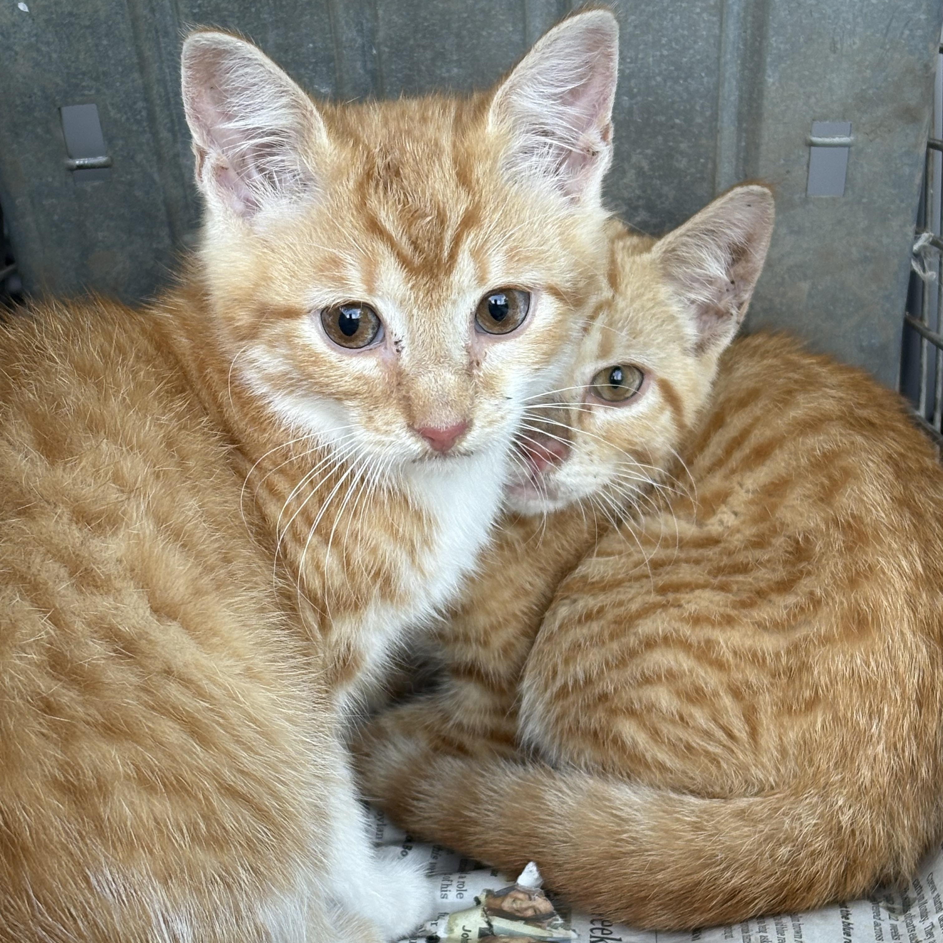 Enlarge Pierre, a Adoptable mixed breed in Belvidere, IL image 3/3