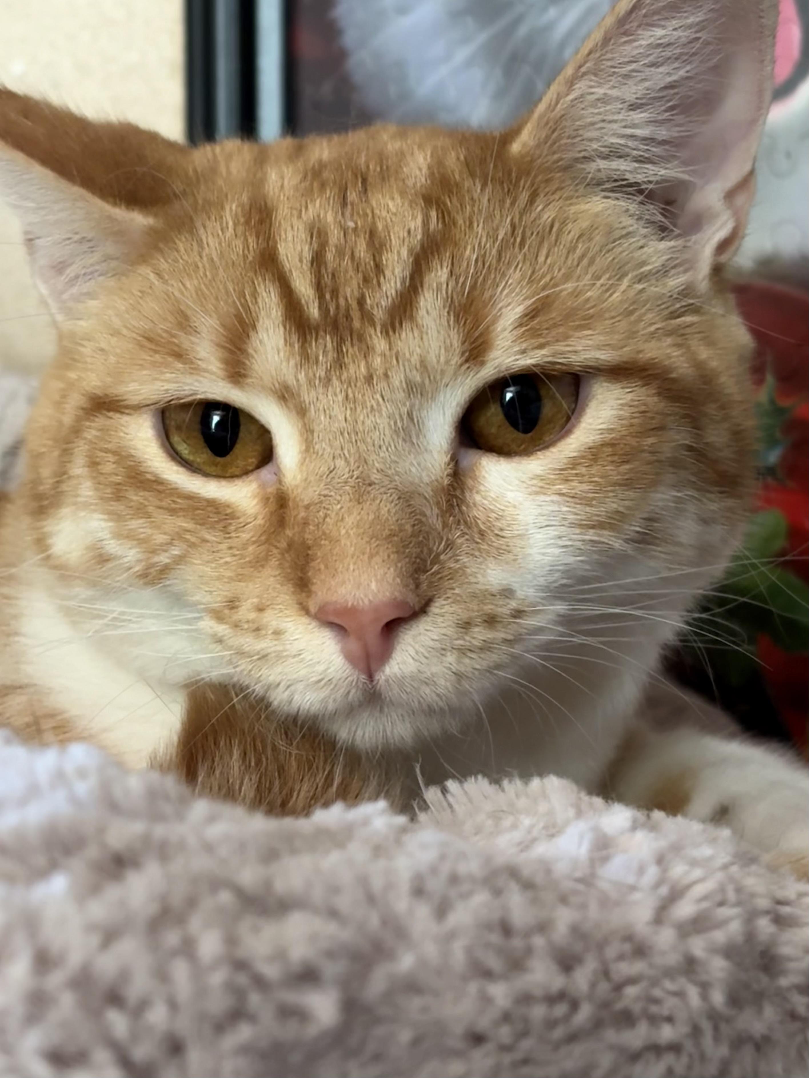 Pierre, a Adoptable mixed breed in Belvidere, IL image 3/5