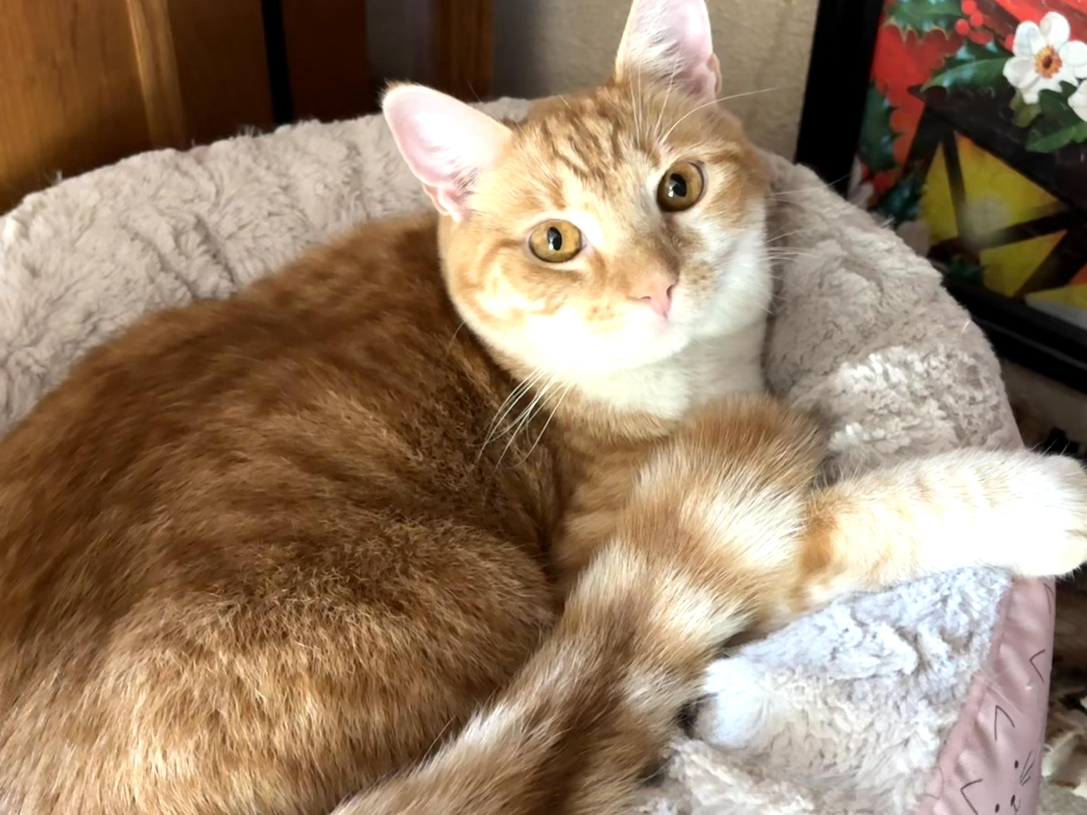 Pierre, a Adoptable mixed breed in Belvidere, IL image 3/6