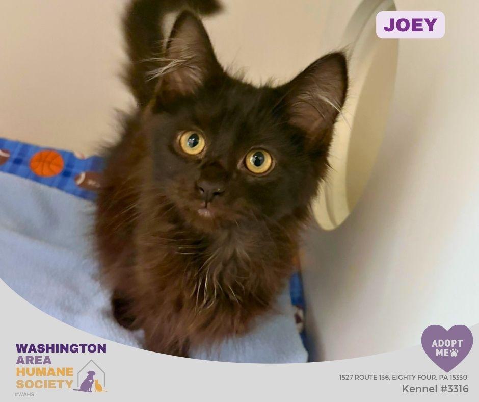 Joey, Adopted, Kitten Male Domestic Long Hair.