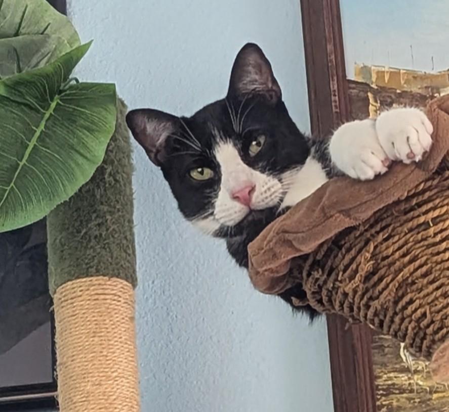 Enlarge Pepe LePew, a Adoptable Tuxedo in San Diego, CA image 1/5