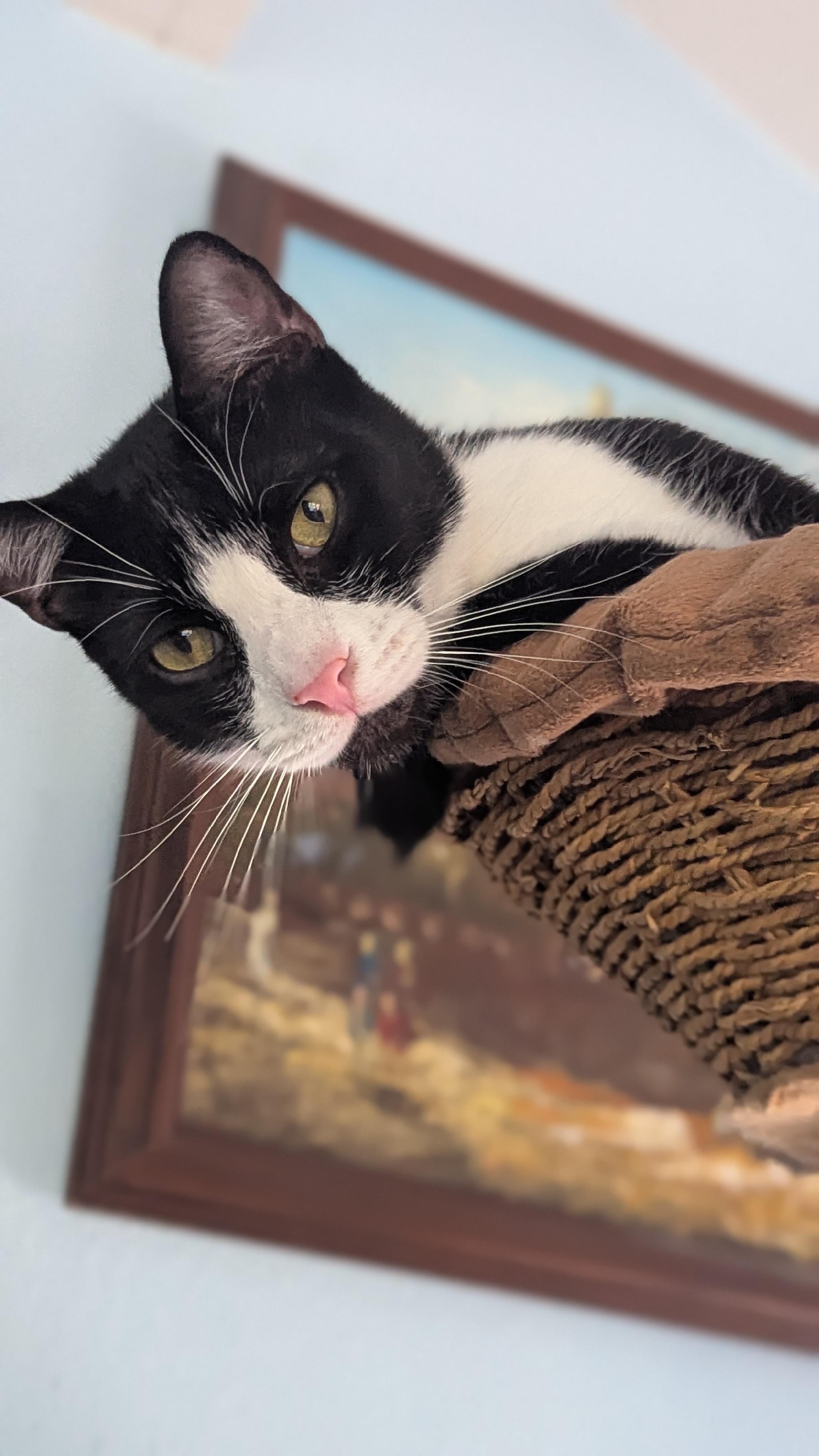 Enlarge Pepe LePew, a Adoptable Tuxedo in San Diego, CA image 3/5