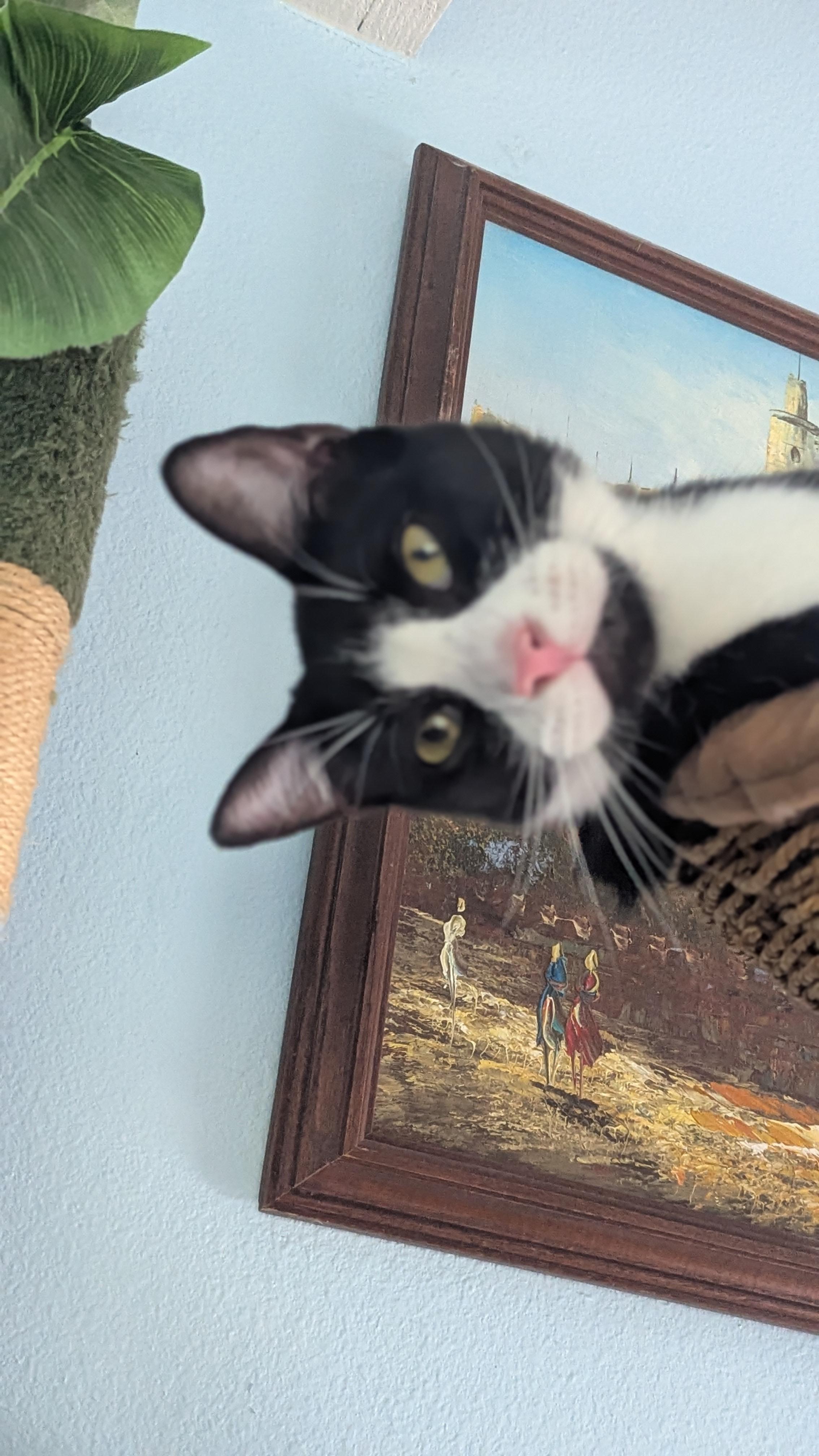 Enlarge Pepe LePew, a Adoptable Tuxedo in San Diego, CA image 4/5