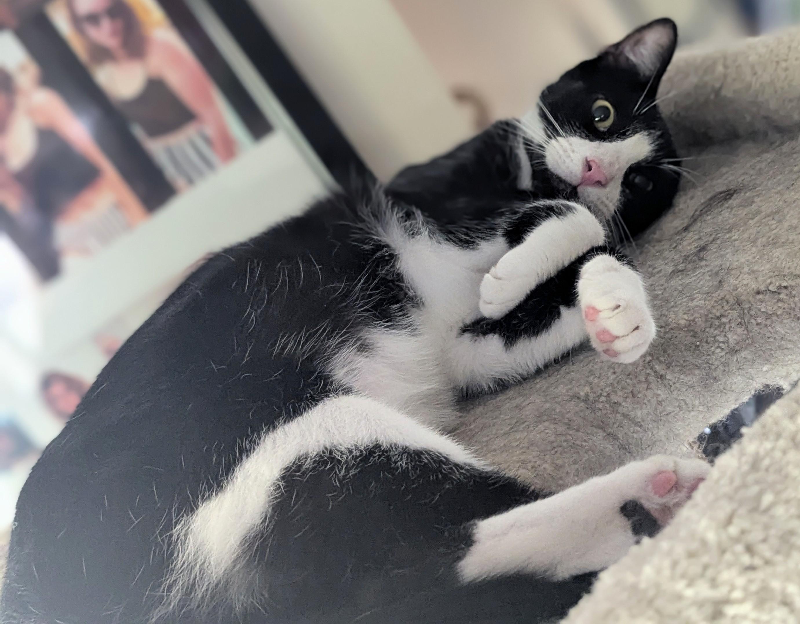 Enlarge Pepe LePew, a Adoptable Tuxedo in San Diego, CA image 2/5