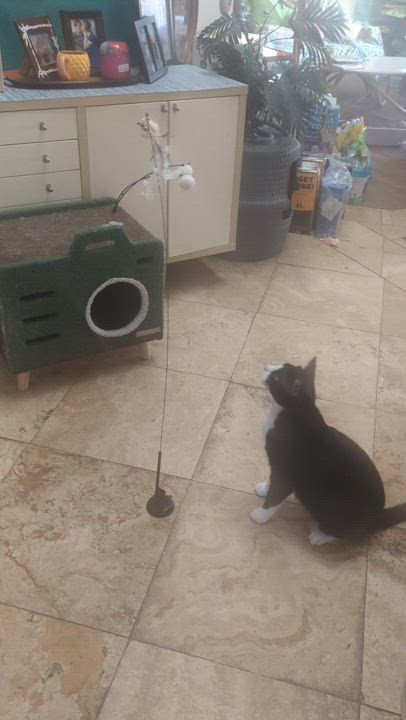 Enlarge Pepe LePew, a Adoptable Tuxedo in San Diego, CA video 5/5