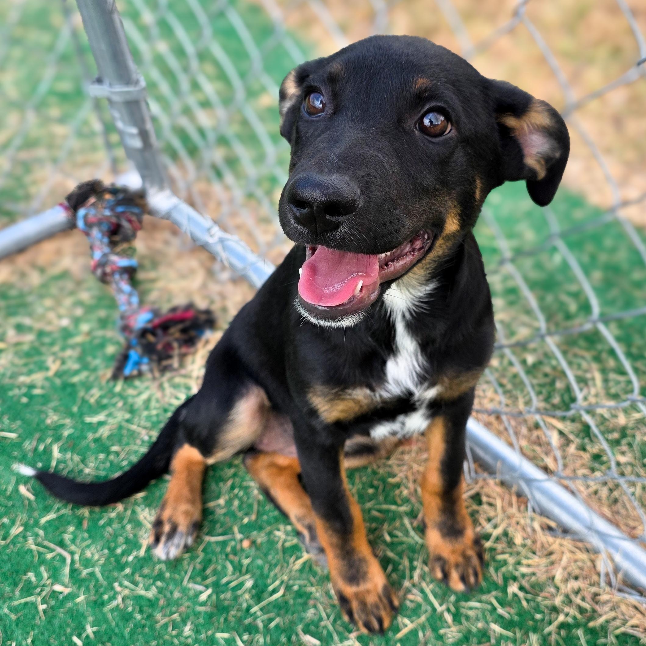 Enlarge Dee, a Adopted mixed breed in Willington, CT image 1/1