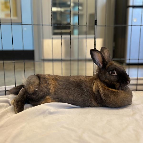 Whopper, Adoptable, Adult Female American.