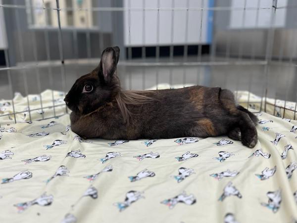 Whopper, a Adoptable mixed breed in Silverdale, WA image 3/4