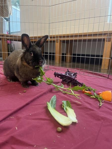 Whopper, a Adoptable mixed breed in Silverdale, WA image 4/4