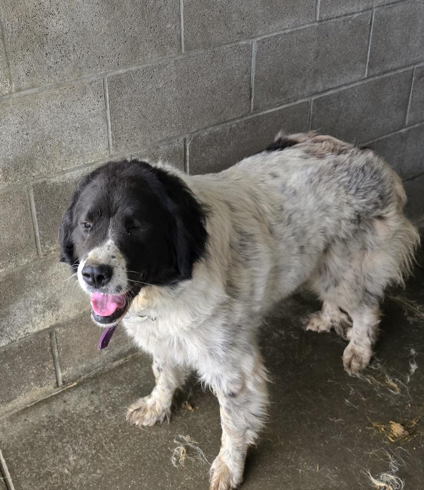 Shirley, Adoptable, Adult Female Great Pyrenees.