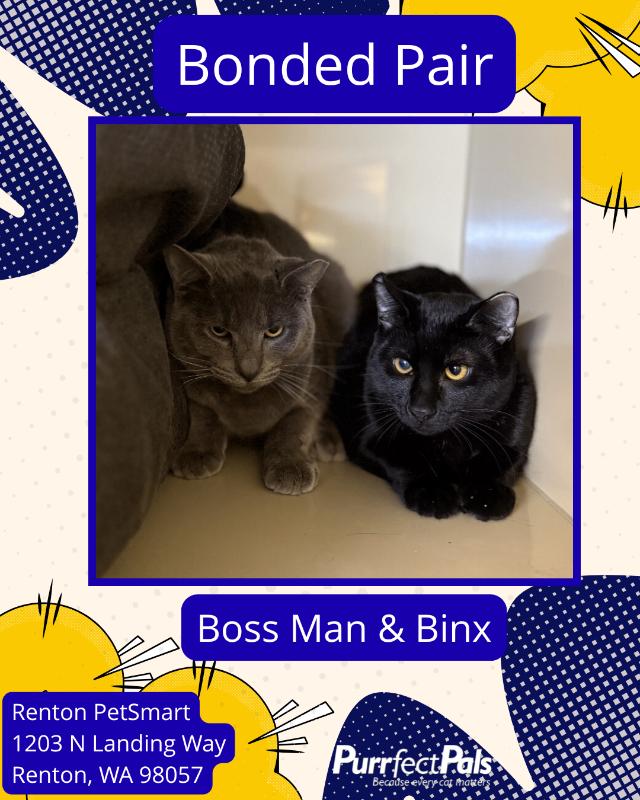 Enlarge Boss Man, a Adoptable Domestic Short Hair in Arlington, WA image 2/2