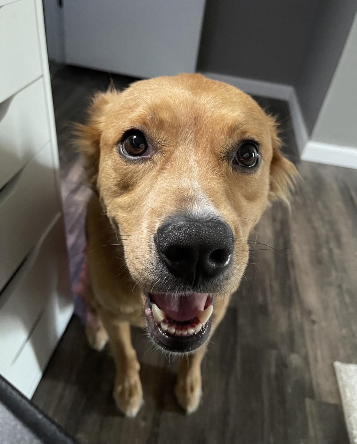 Enlarge Jaxx, a ADOPTABLE mixed breed in Columbia, MO image 1/5