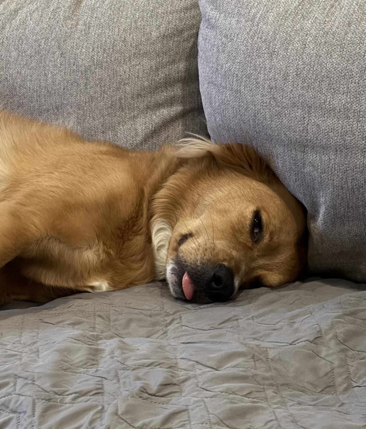 Enlarge Jaxx, a ADOPTABLE mixed breed in Columbia, MO image 3/5