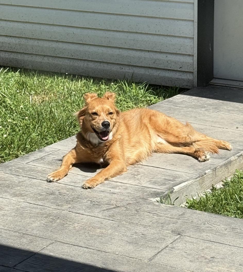 Enlarge Jaxx, a ADOPTABLE mixed breed in Columbia, MO image 5/5