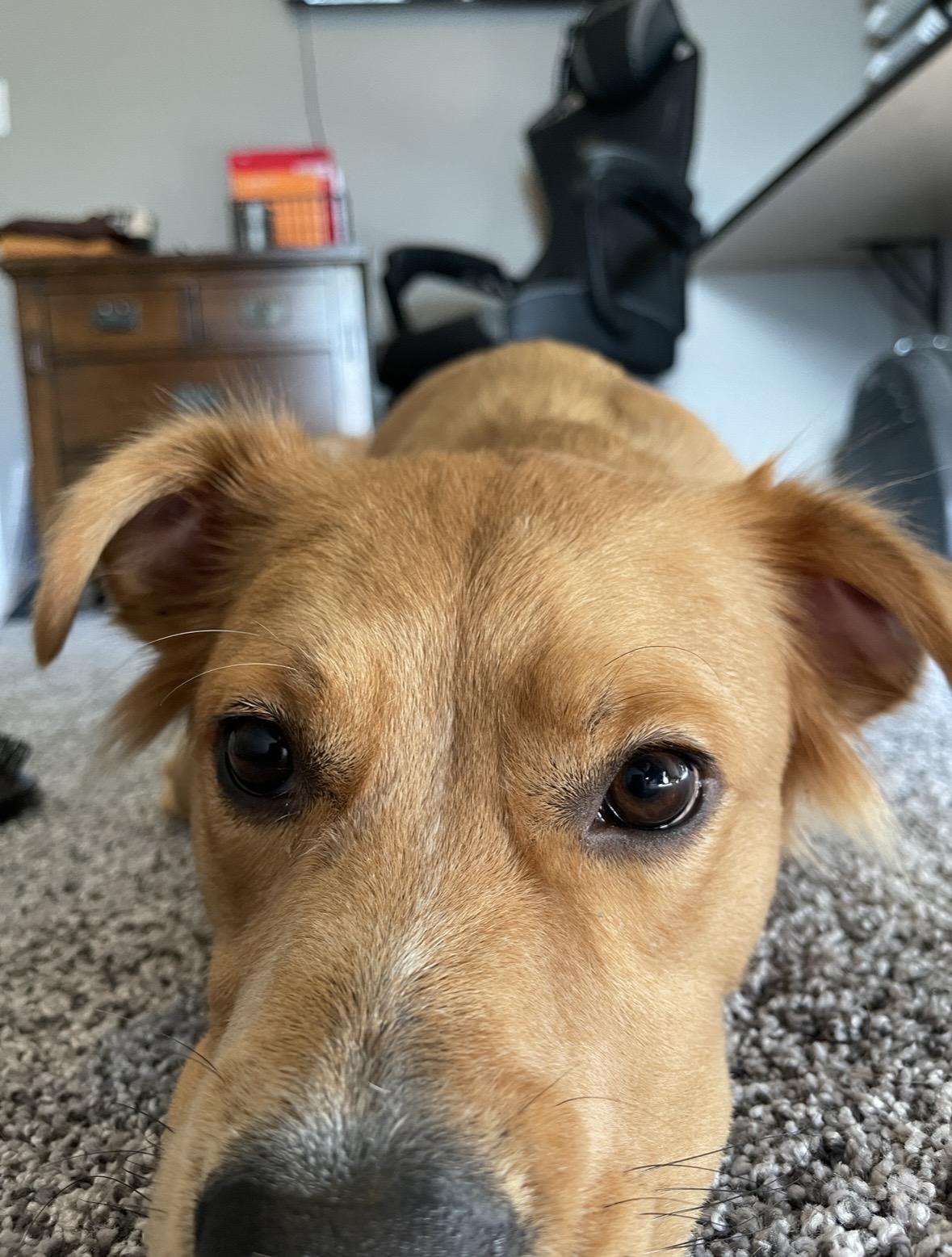 Enlarge Jaxx, a ADOPTABLE mixed breed in Columbia, MO image 2/5