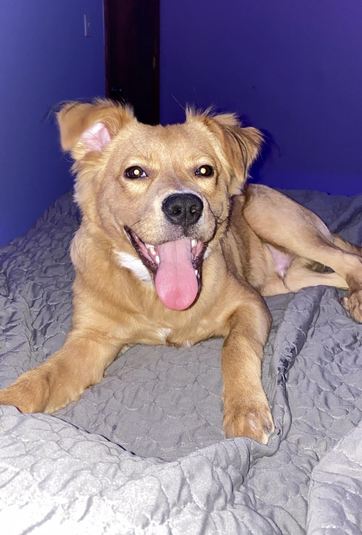 Enlarge Jaxx, a ADOPTABLE mixed breed in Columbia, MO image 4/5