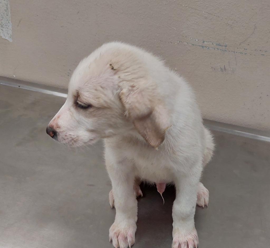 Plum, Adoptable, Puppy Male Terrier.