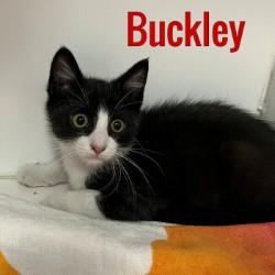 Buckley, ADOPTABLE, Young Male Domestic Short Hair.