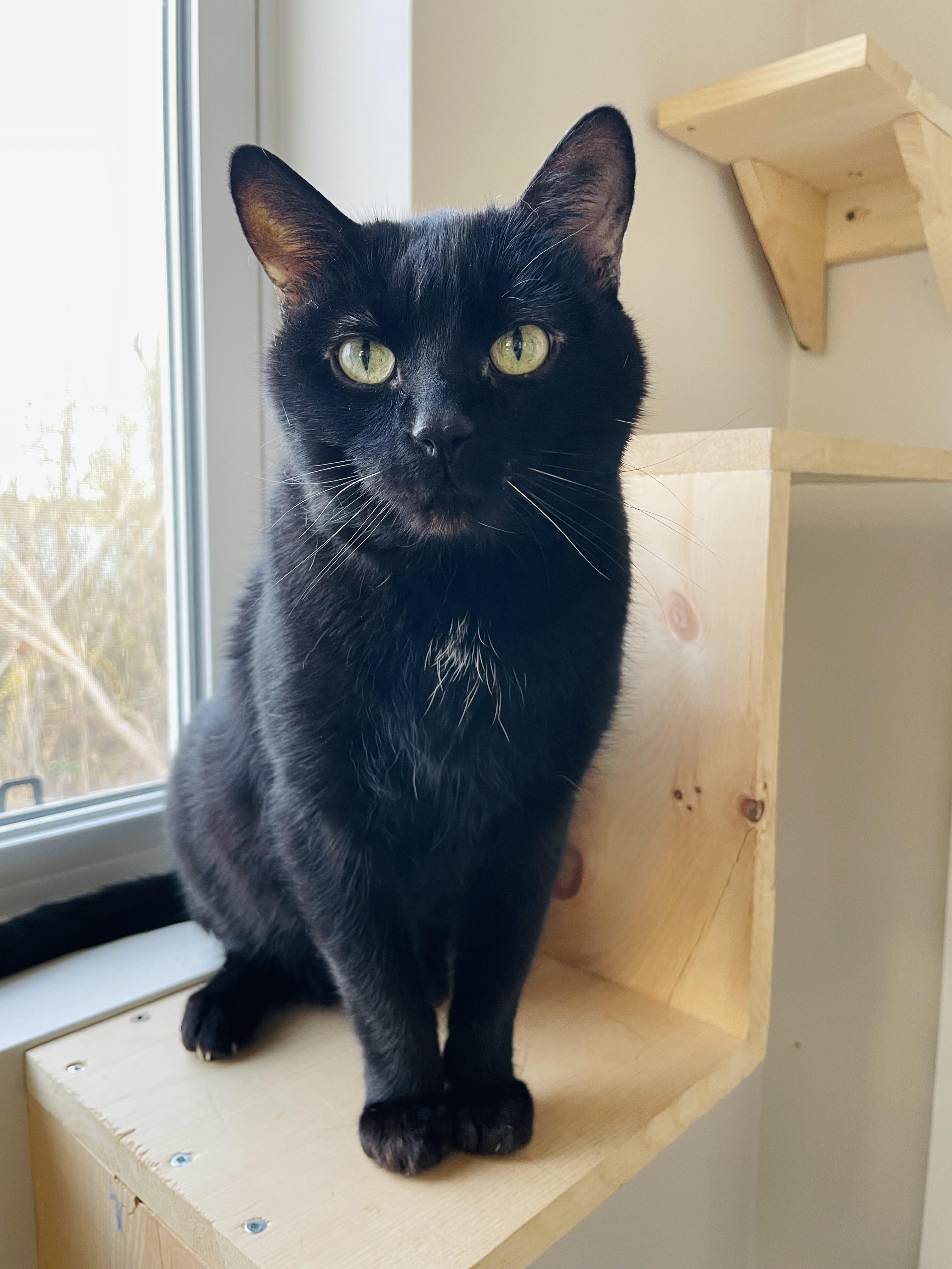 Enlarge Zorro, a ADOPTABLE Domestic Short Hair in Everett, ON image 2/6