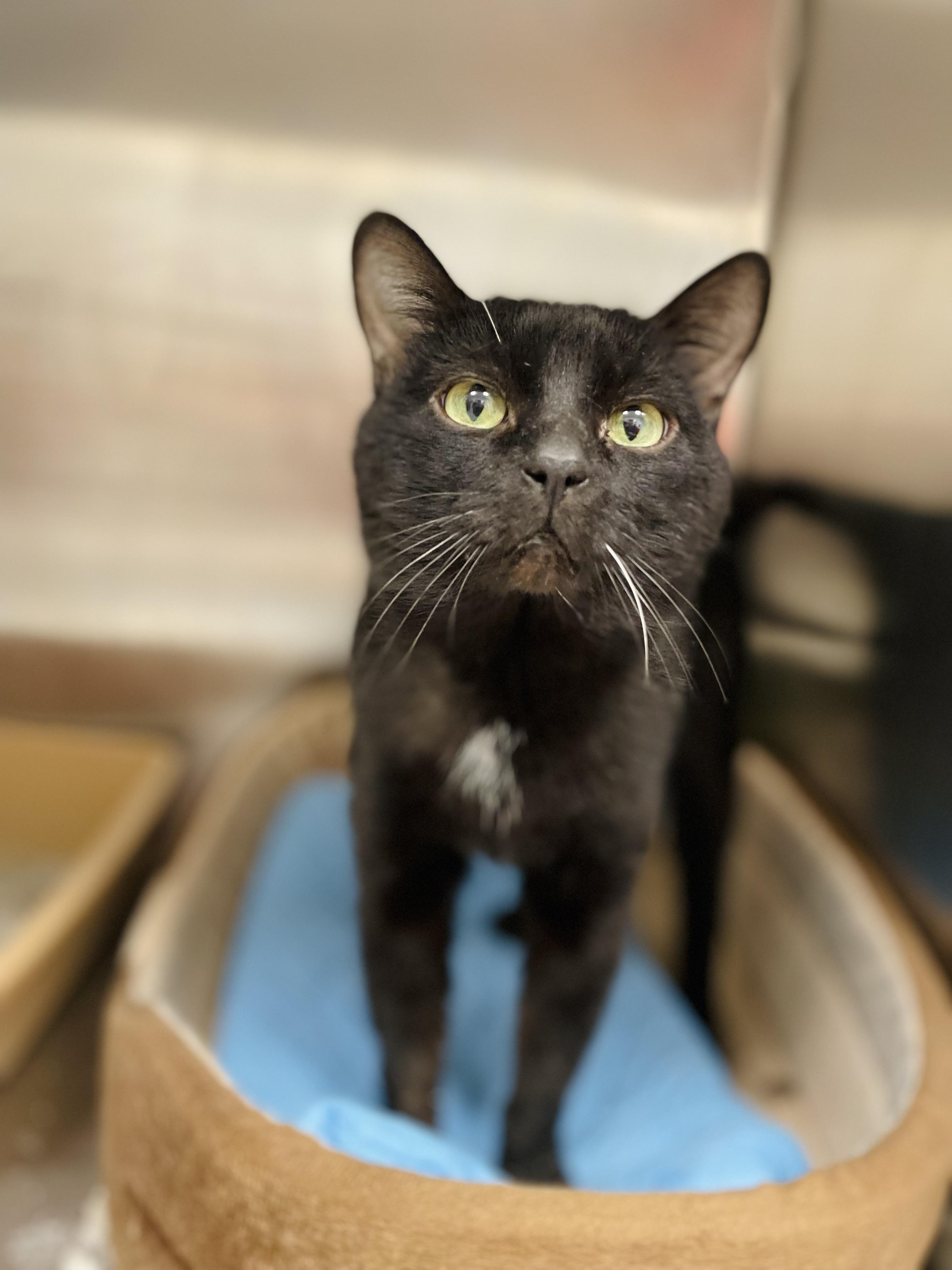 Enlarge Zorro, a ADOPTABLE Domestic Short Hair in Everett, ON image 4/5