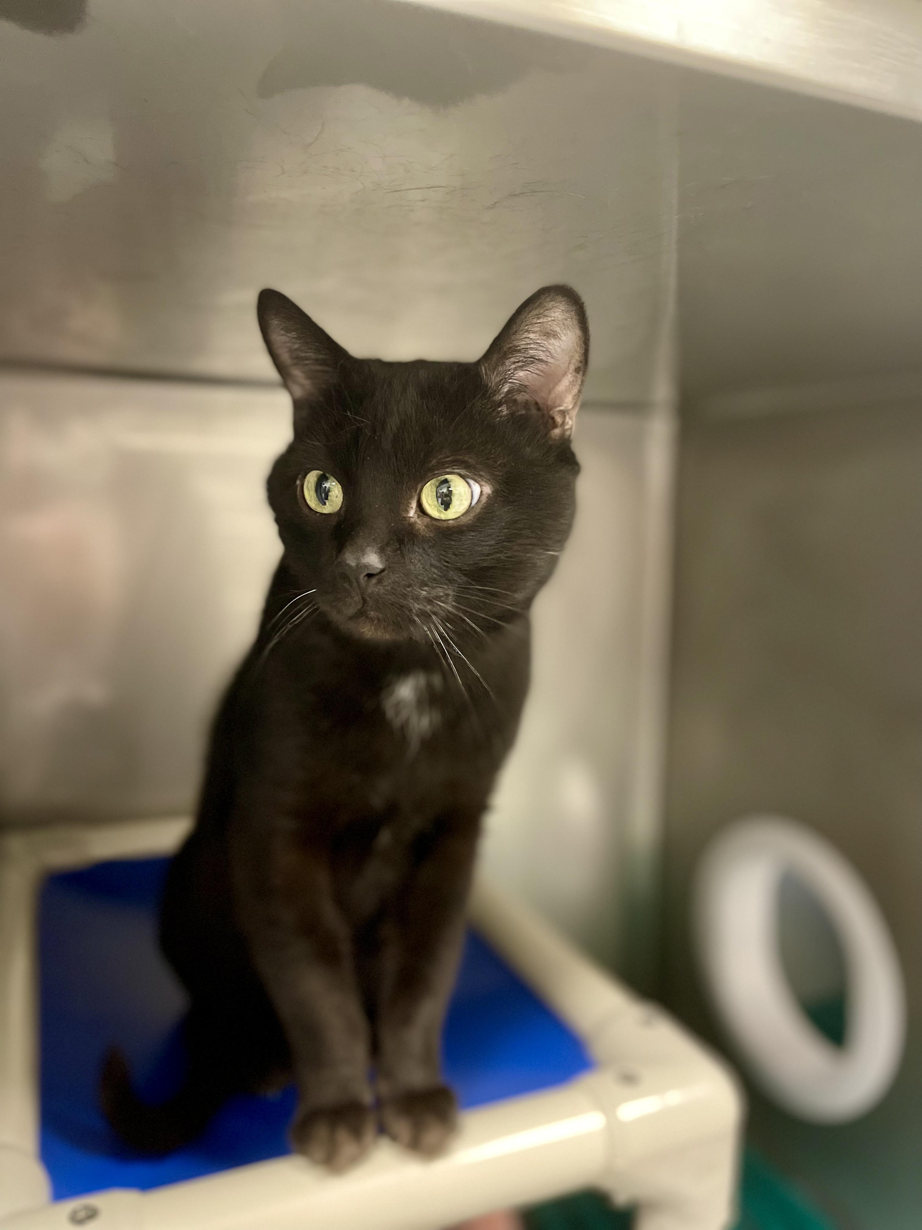 Enlarge Zorro, a ADOPTABLE Domestic Short Hair in Everett, ON image 2/5