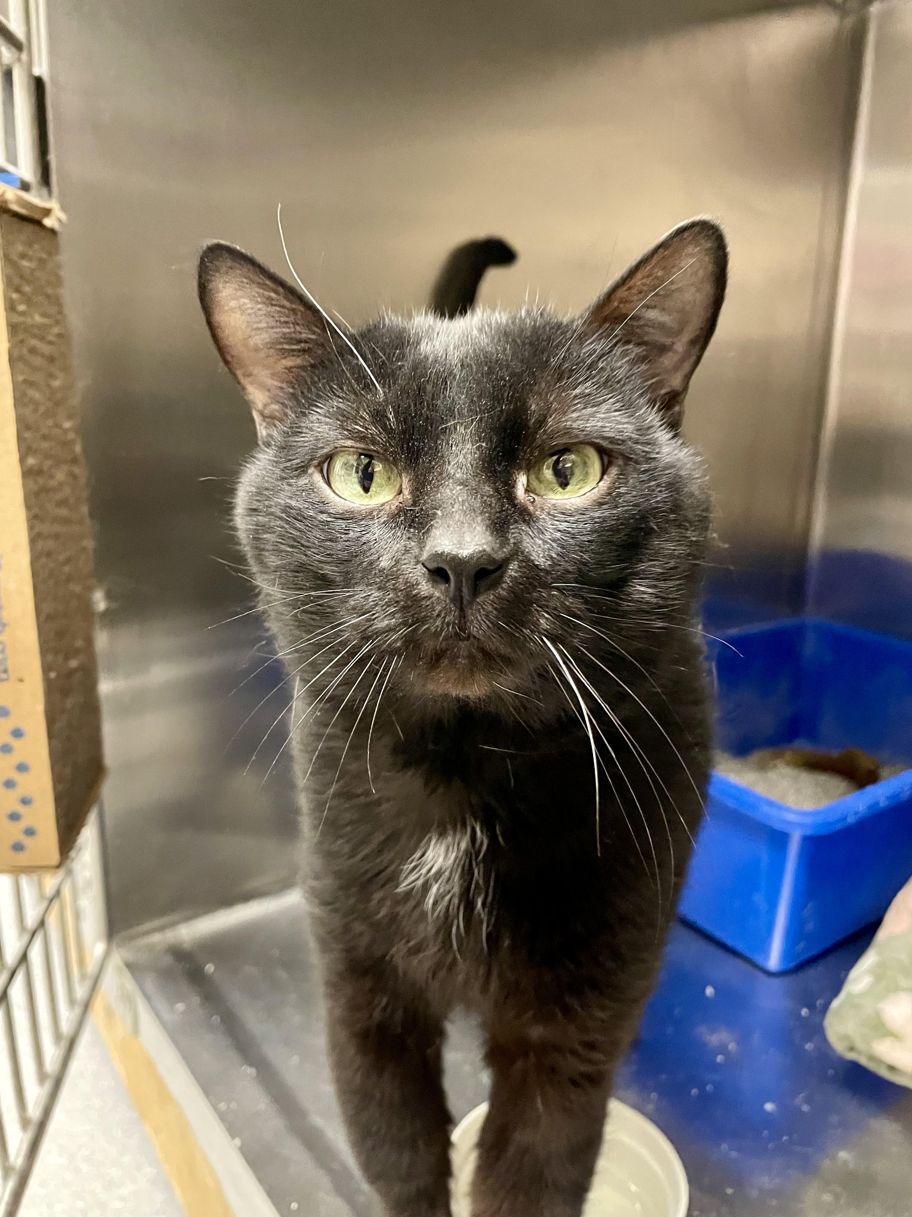 Enlarge Zorro, a ADOPTABLE Domestic Short Hair in Everett, ON image 3/5