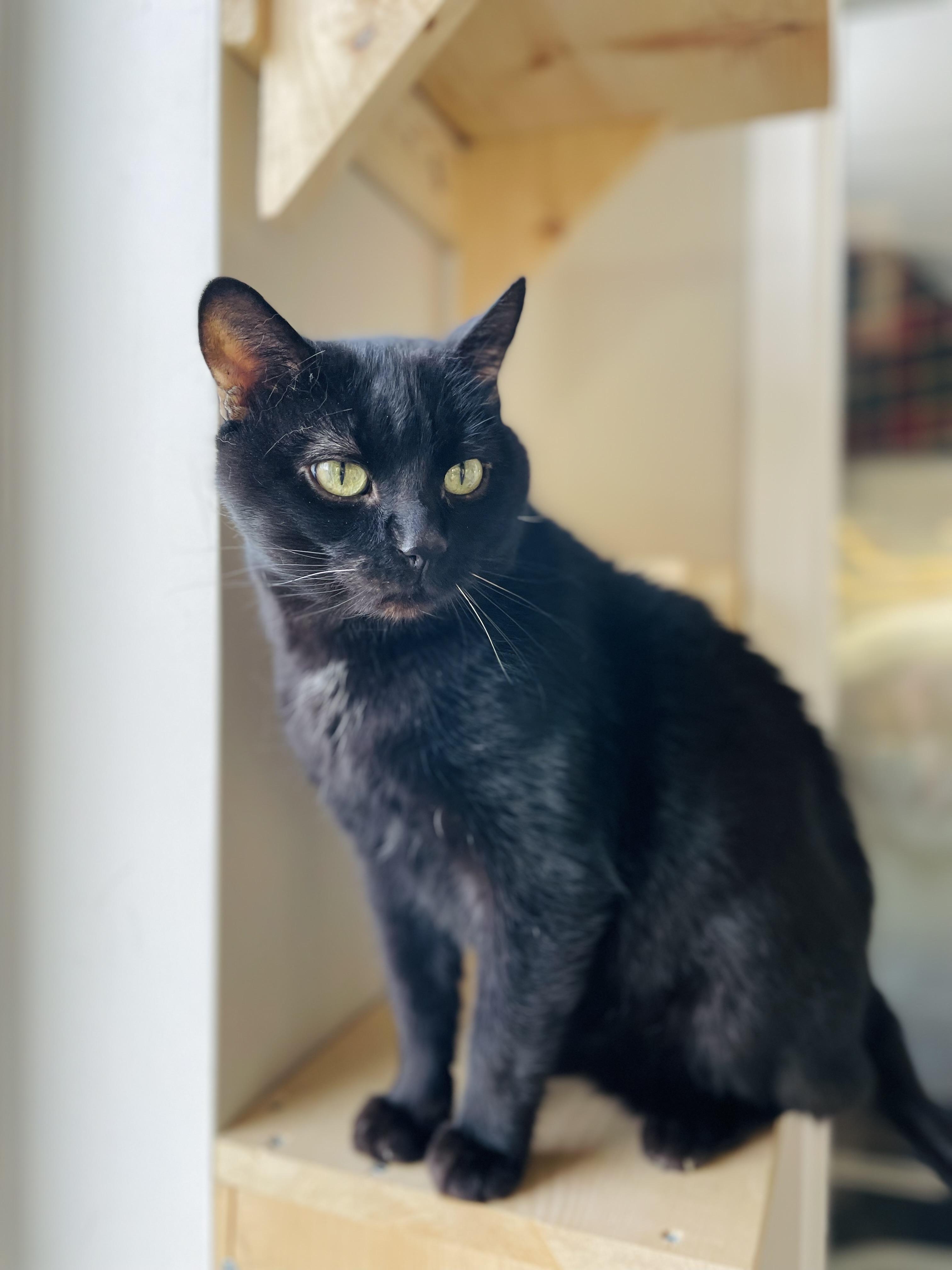 Enlarge Zorro, a ADOPTABLE Domestic Short Hair in Everett, ON image 1/6