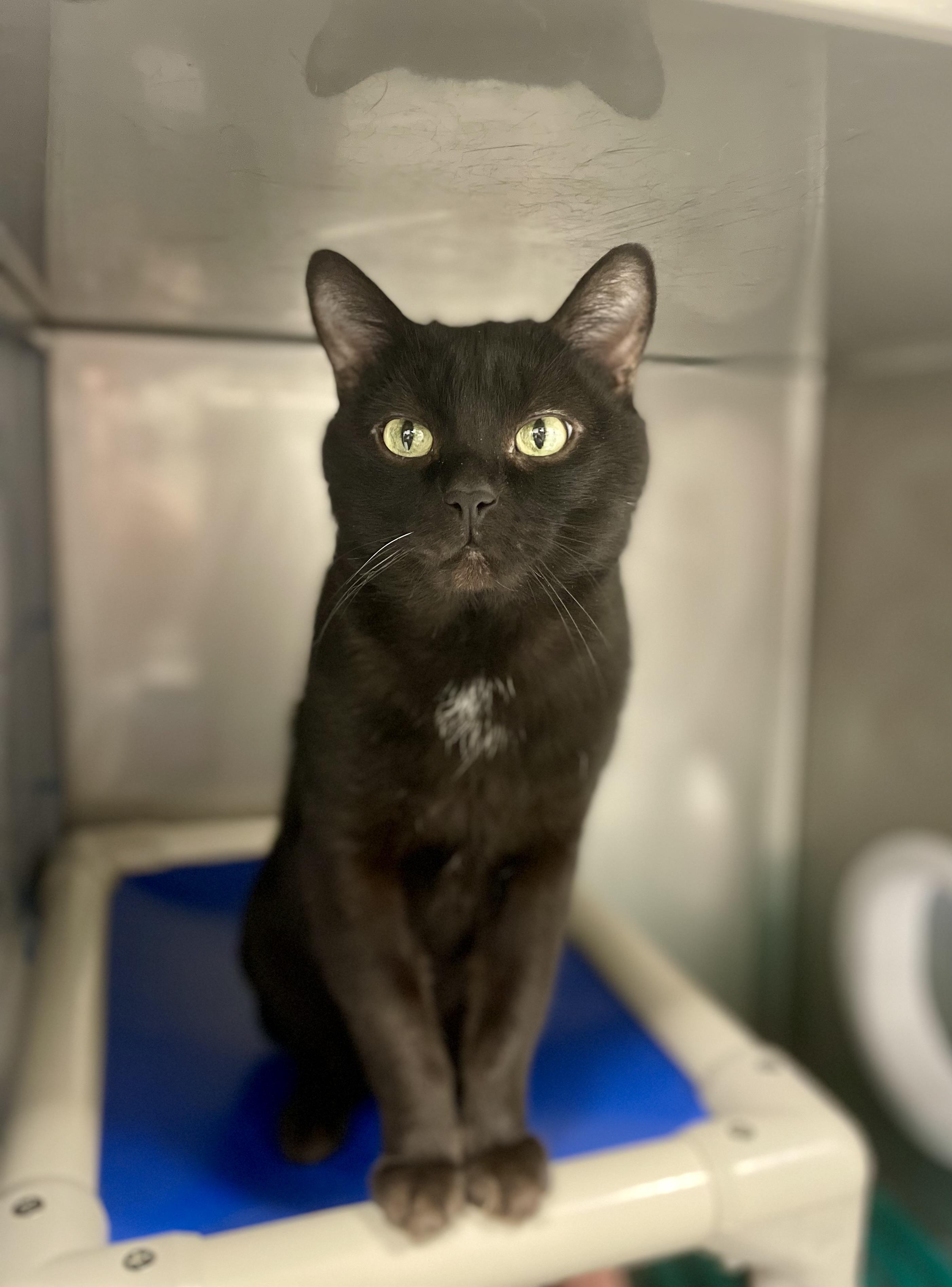 Zorro, ADOPTABLE, Adult Male Domestic Short Hair.