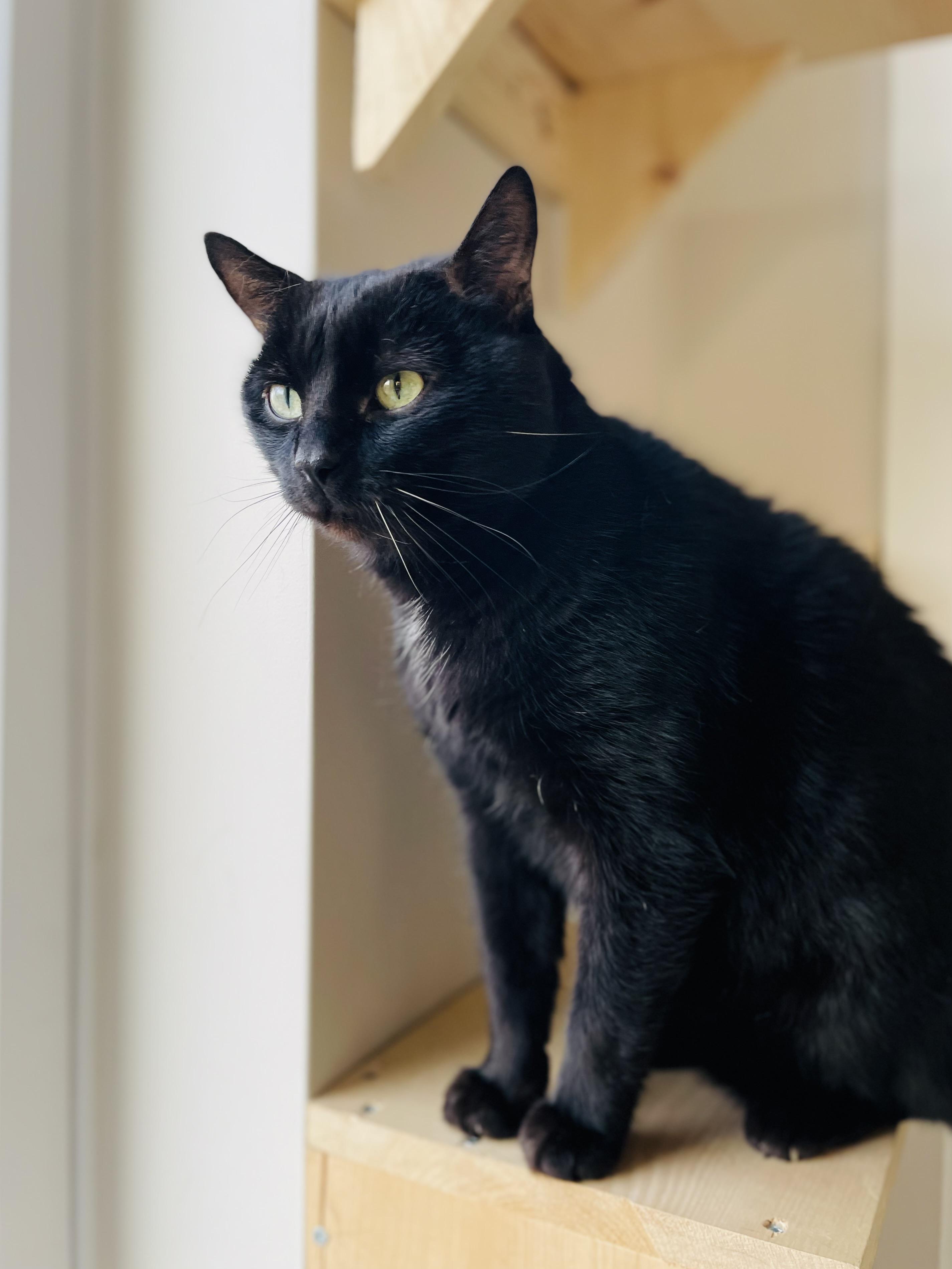 Enlarge Zorro, a ADOPTABLE Domestic Short Hair in Everett, ON image 3/6