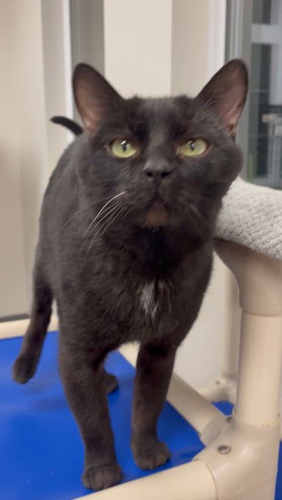 Enlarge Zorro, a ADOPTABLE Domestic Short Hair in Everett, ON video 5/5