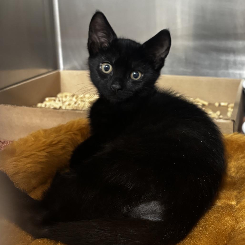Castiel, Adoptable, Kitten Male Domestic Short Hair.