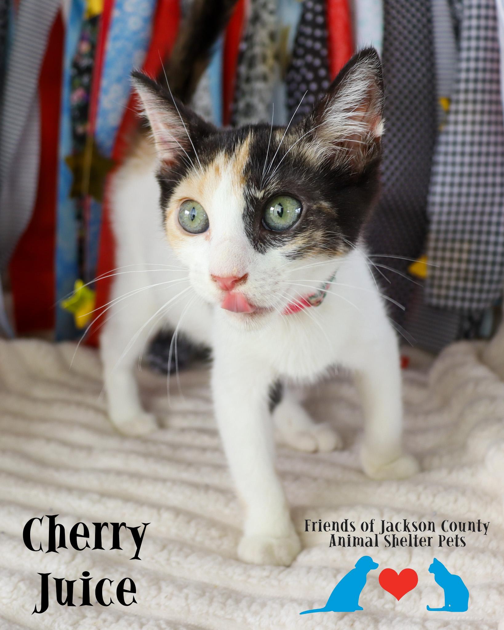 Cherry Juice (Adoption Pending), adopted, Kitten Female Calico & Domestic Short Hair.