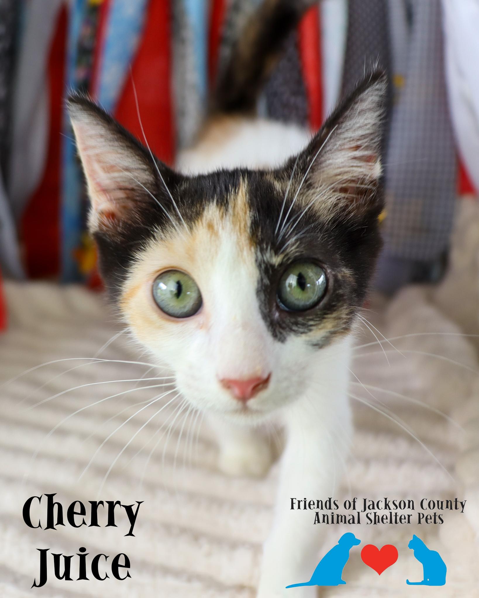 Enlarge Cherry Juice (Adoption Pending), an adopted mixed breed in Ocean Springs, MS image 3/3