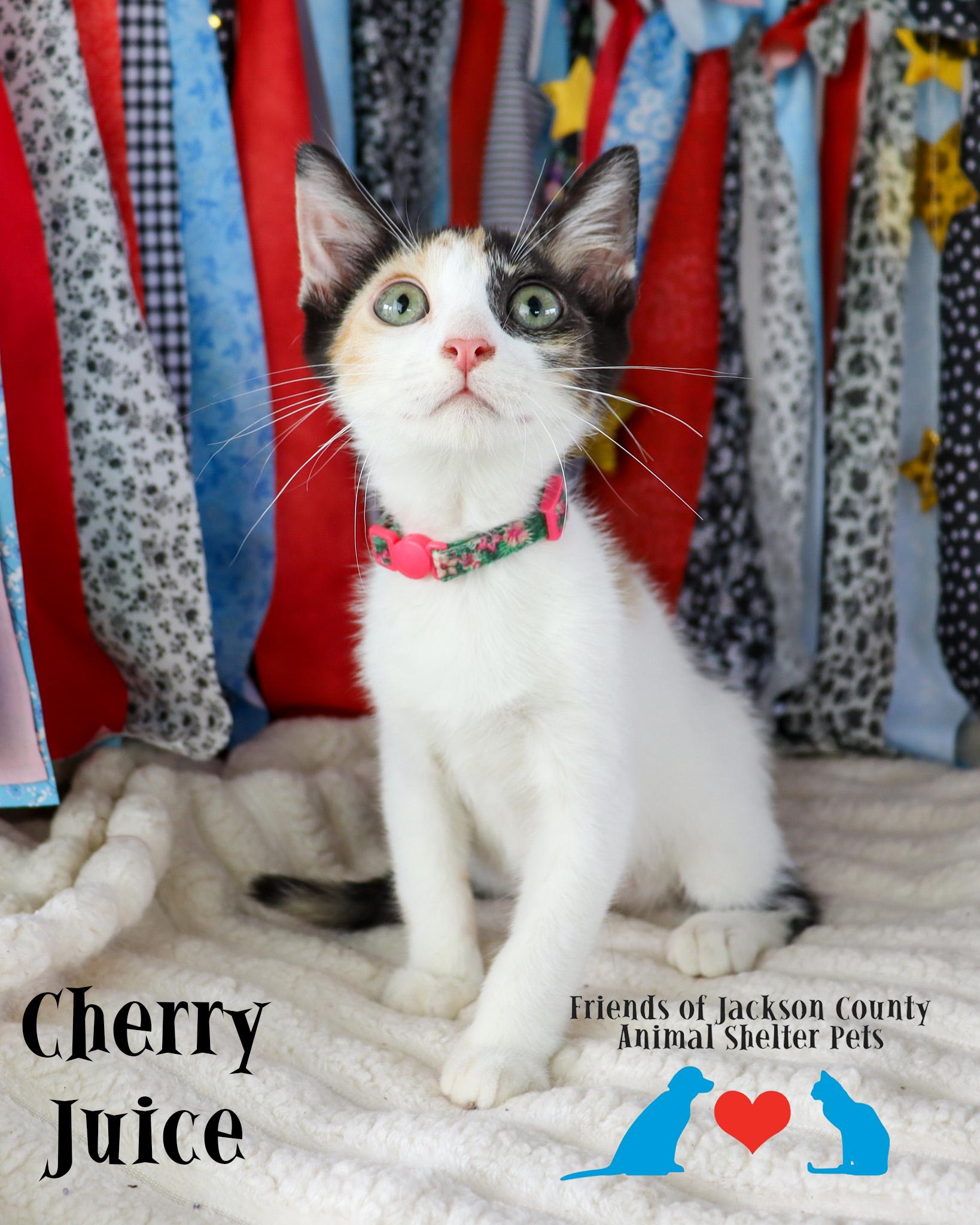 Enlarge Cherry Juice (Adoption Pending), an adopted mixed breed in Ocean Springs, MS image 2/3