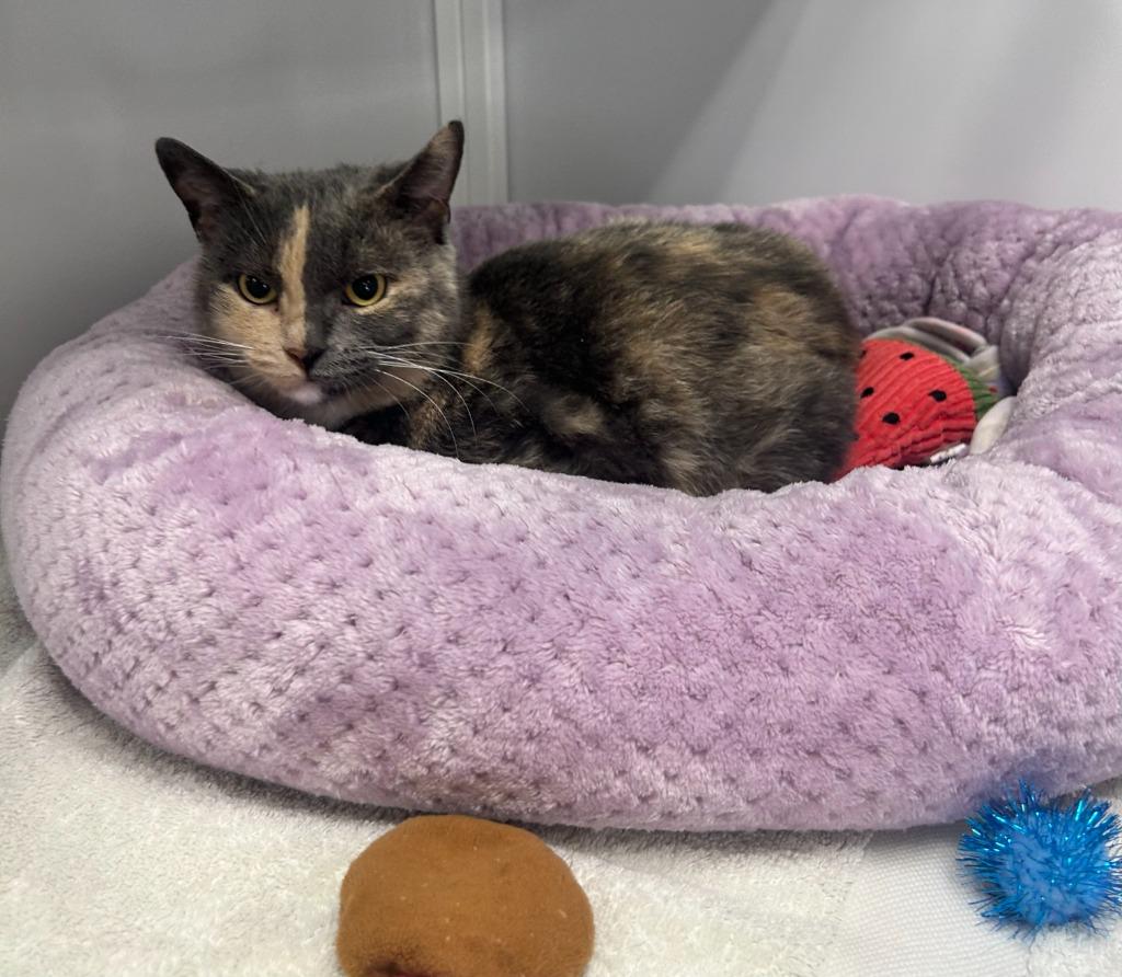 Primrose, Adoptable, Young Female Dilute Calico & Domestic Short Hair.