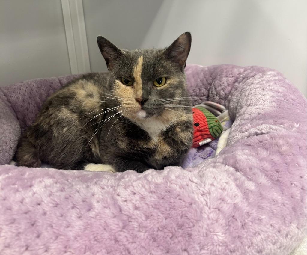 Primrose, a Adoptable mixed breed in Raleigh, NC image 2/2