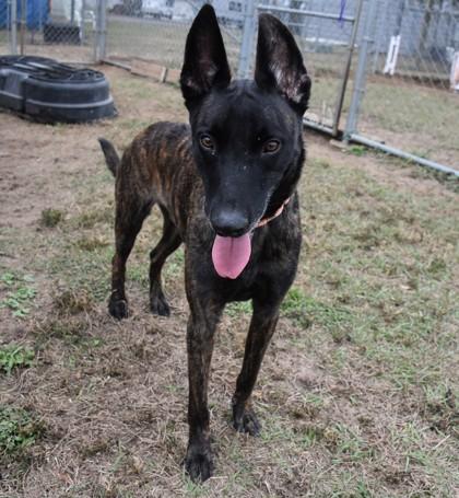 Enlarge Lou, an adopted mixed breed in Inverness, FL image 2/2