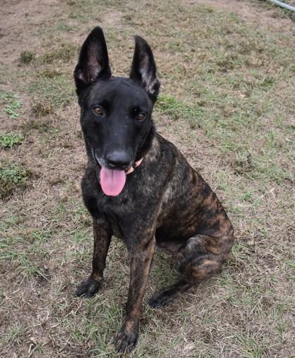 Enlarge Lou, an adopted mixed breed in Inverness, FL image 1/2