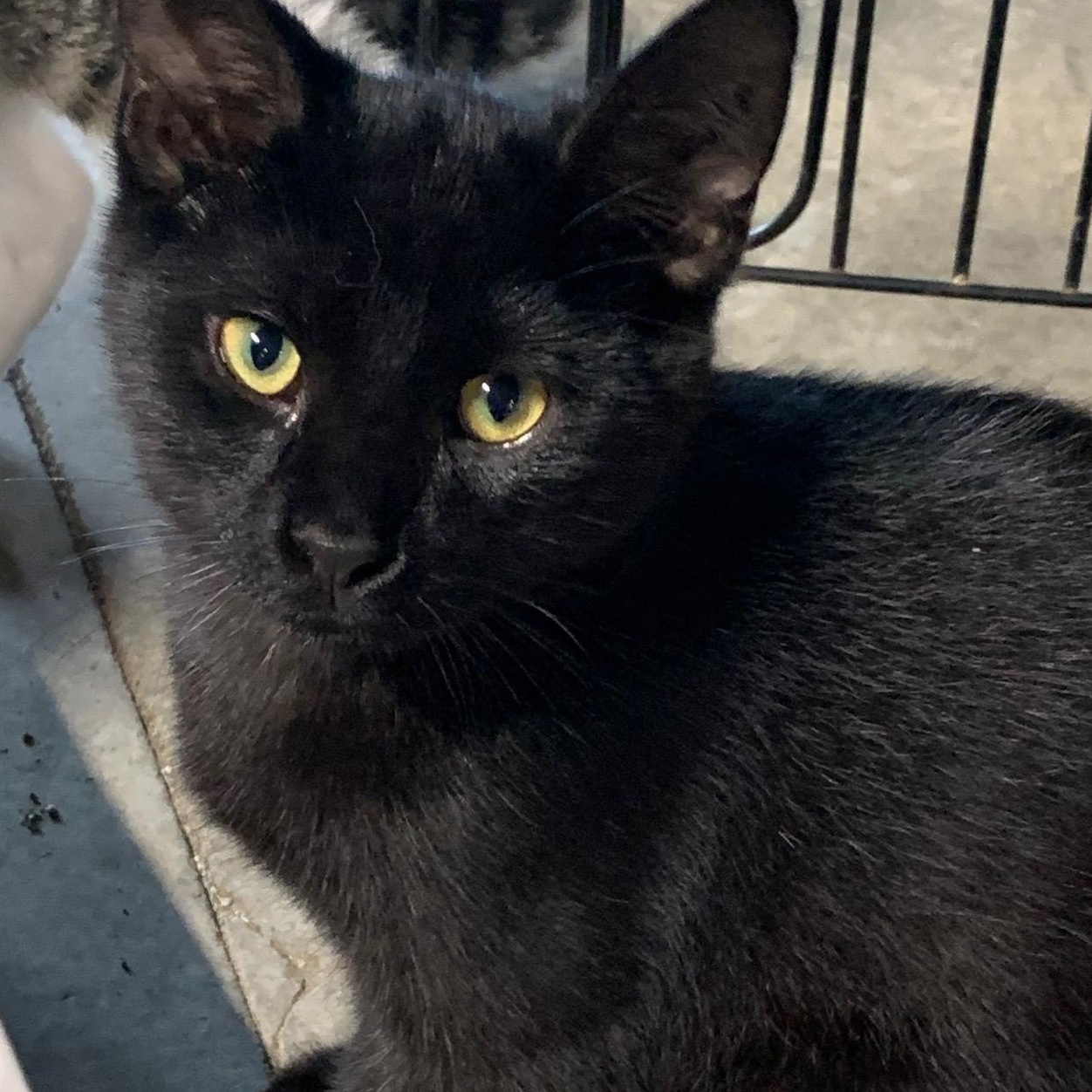 Enlarge Atlas, a Adoptable Domestic Short Hair in Stockholm, WI image 6/6