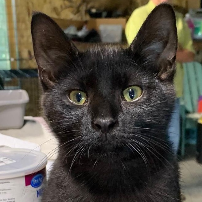 Enlarge Atlas, a Adoptable Domestic Short Hair in Stockholm, WI image 2/6