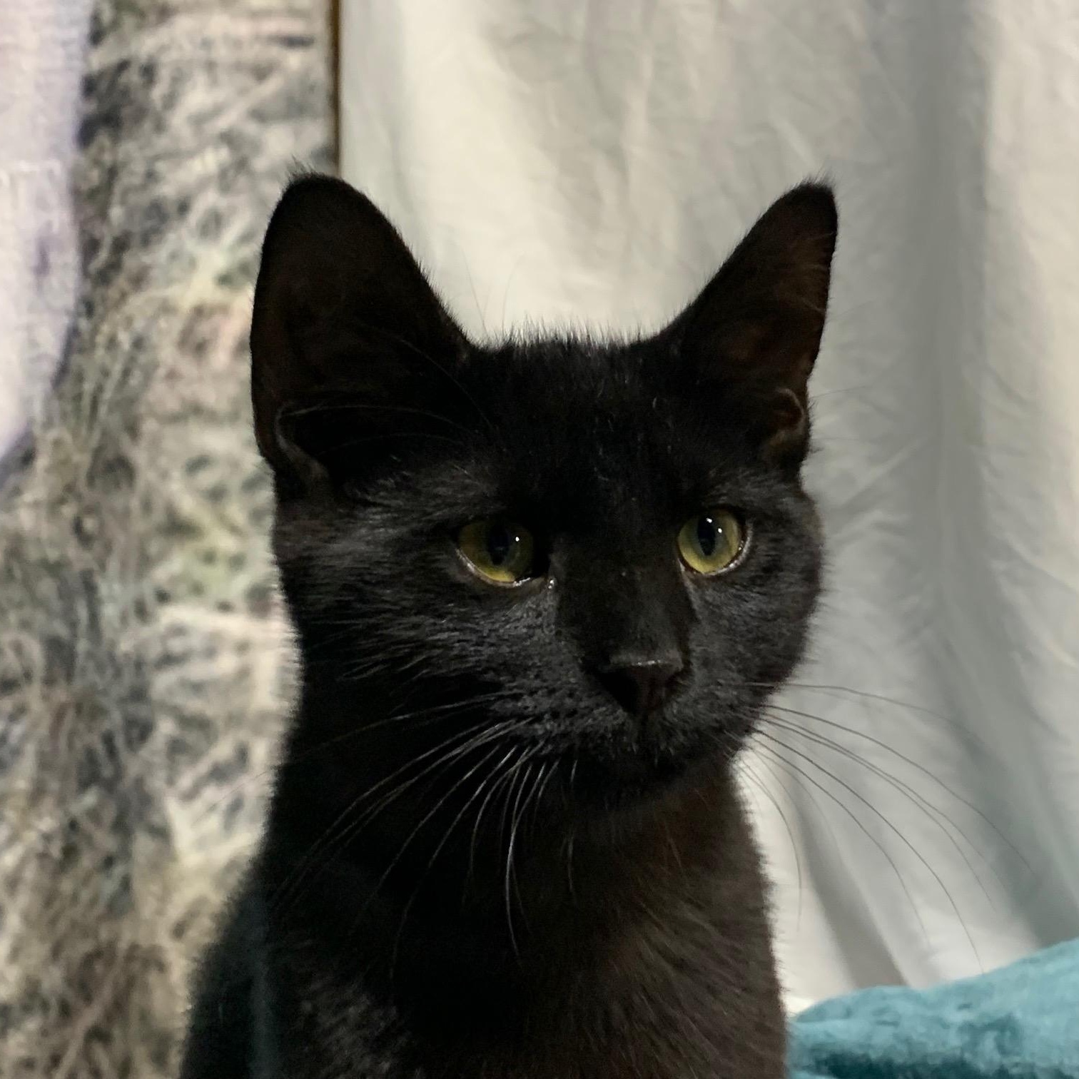 Enlarge Atlas, a Adoptable Domestic Short Hair in Stockholm, WI image 5/6