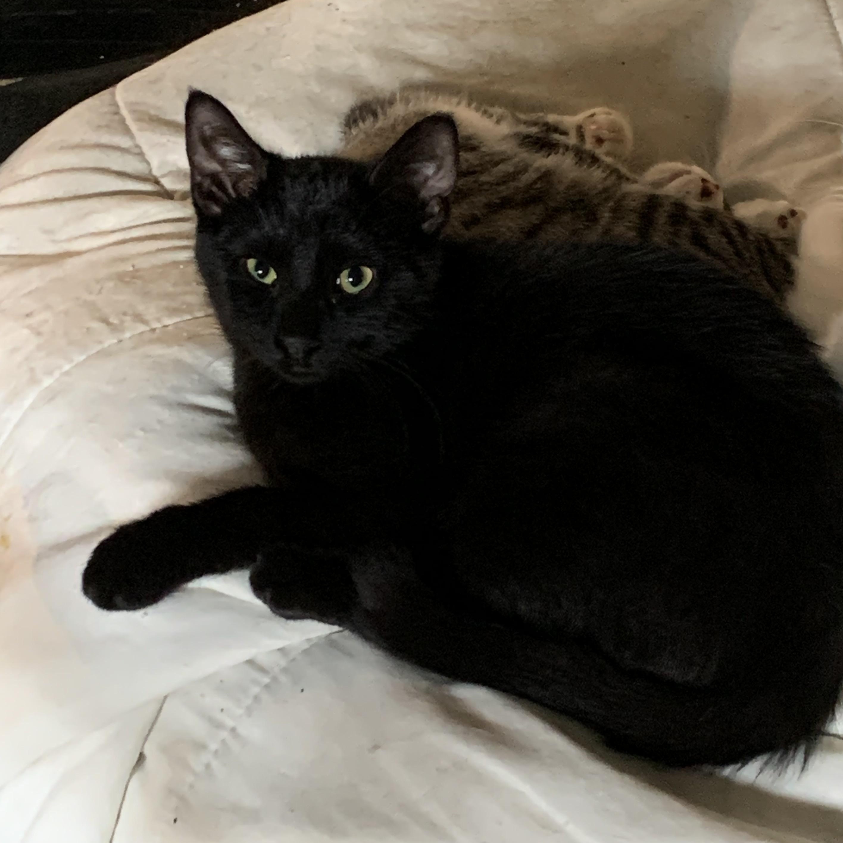 Enlarge Atlas, a Adoptable Domestic Short Hair in Stockholm, WI image 4/6