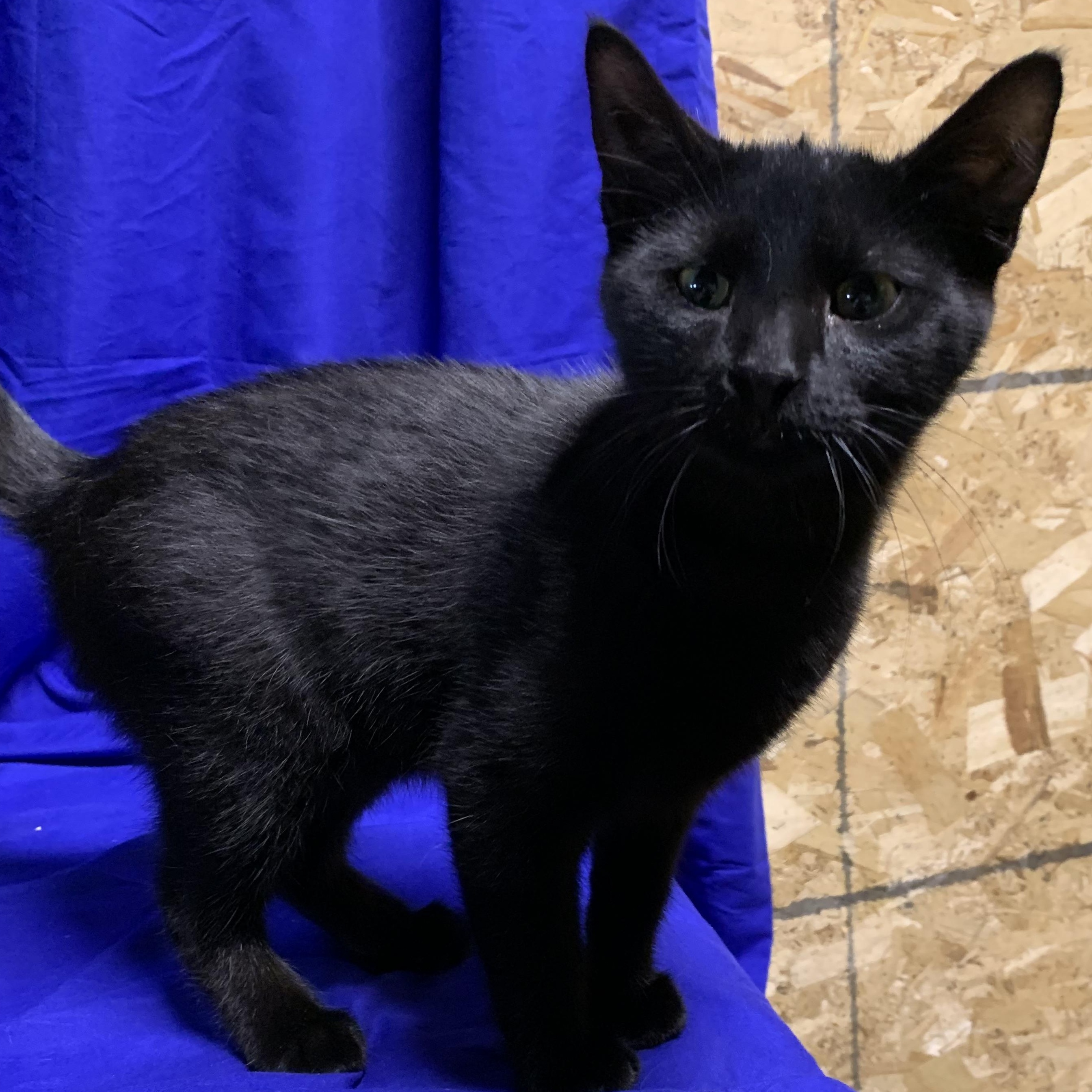 Enlarge Atlas, a Adoptable Domestic Short Hair in Stockholm, WI image 3/6