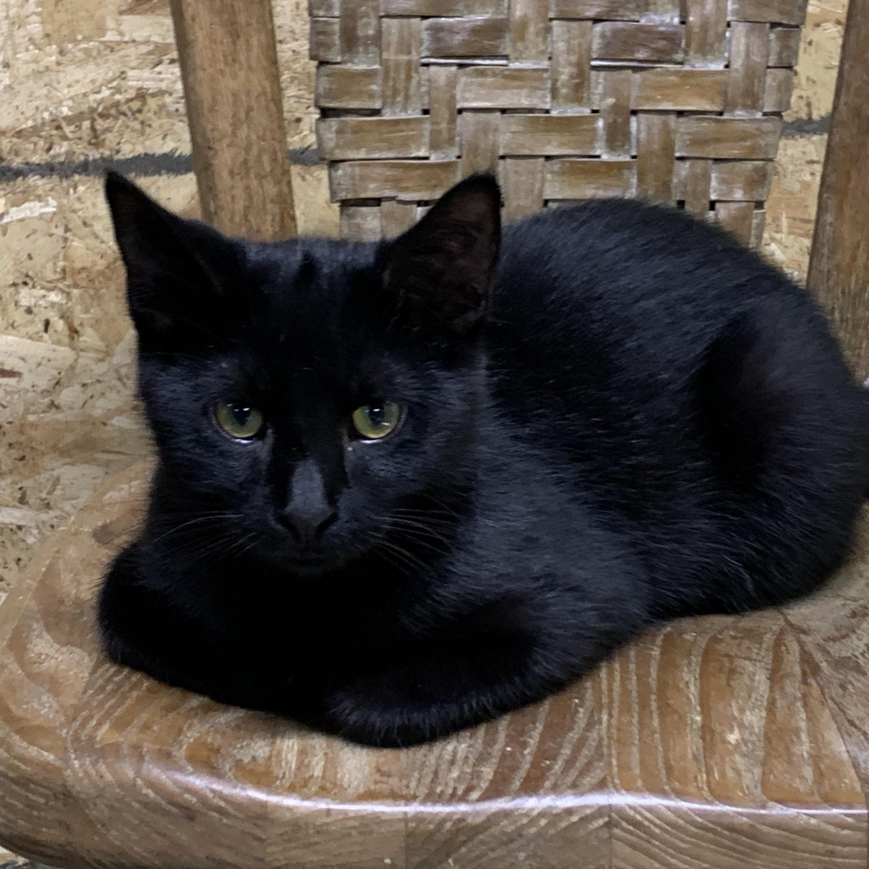Enlarge Atlas, a Adoptable Domestic Short Hair in Stockholm, WI image 1/6