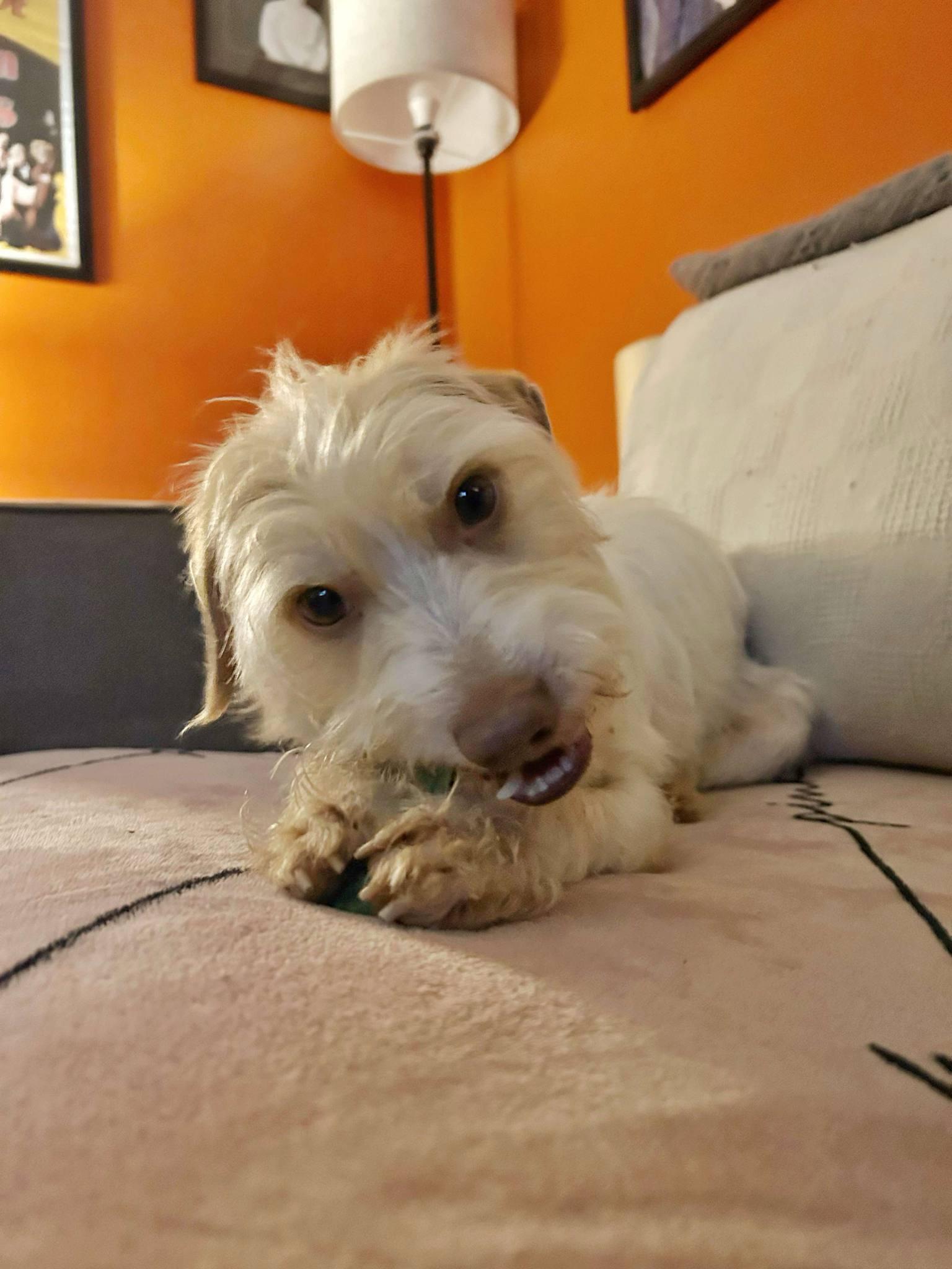 Jimmy James Kelley, a Adopted mixed breed in Chelmsford, MA image 1/6