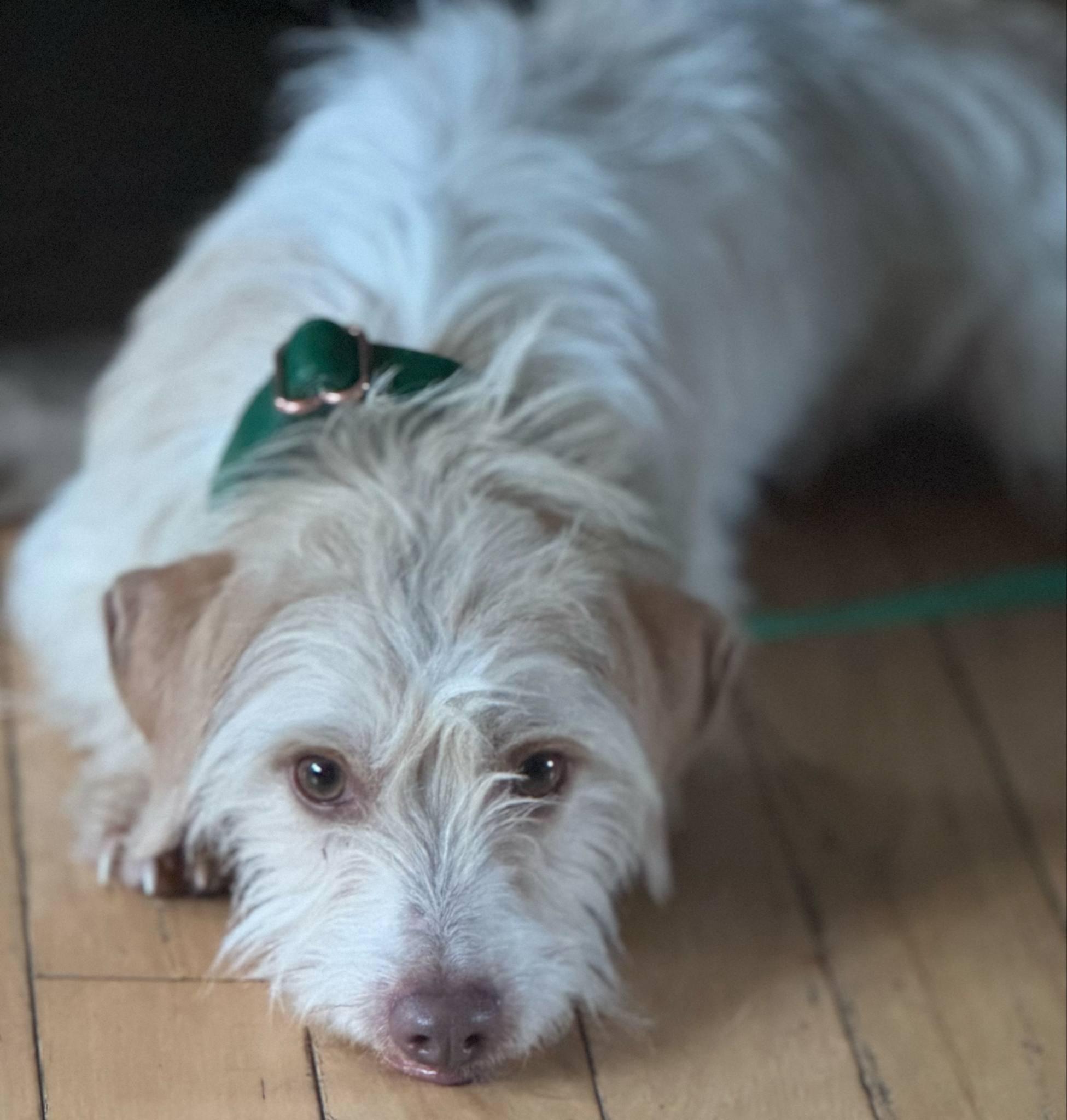 Jimmy James Kelley, a Adopted mixed breed in Chelmsford, MA image 2/6