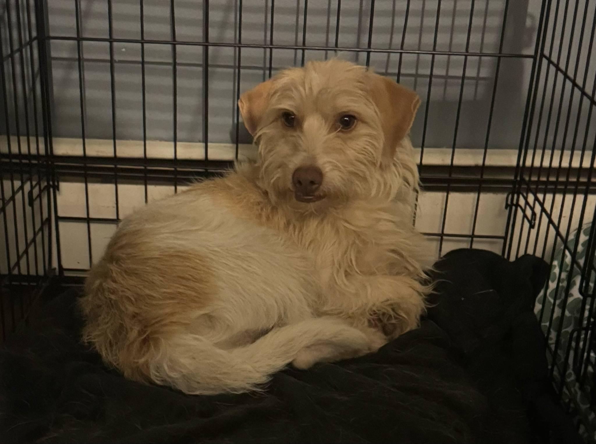 Jimmy James Kelley, a Adopted mixed breed in Chelmsford, MA image 3/6