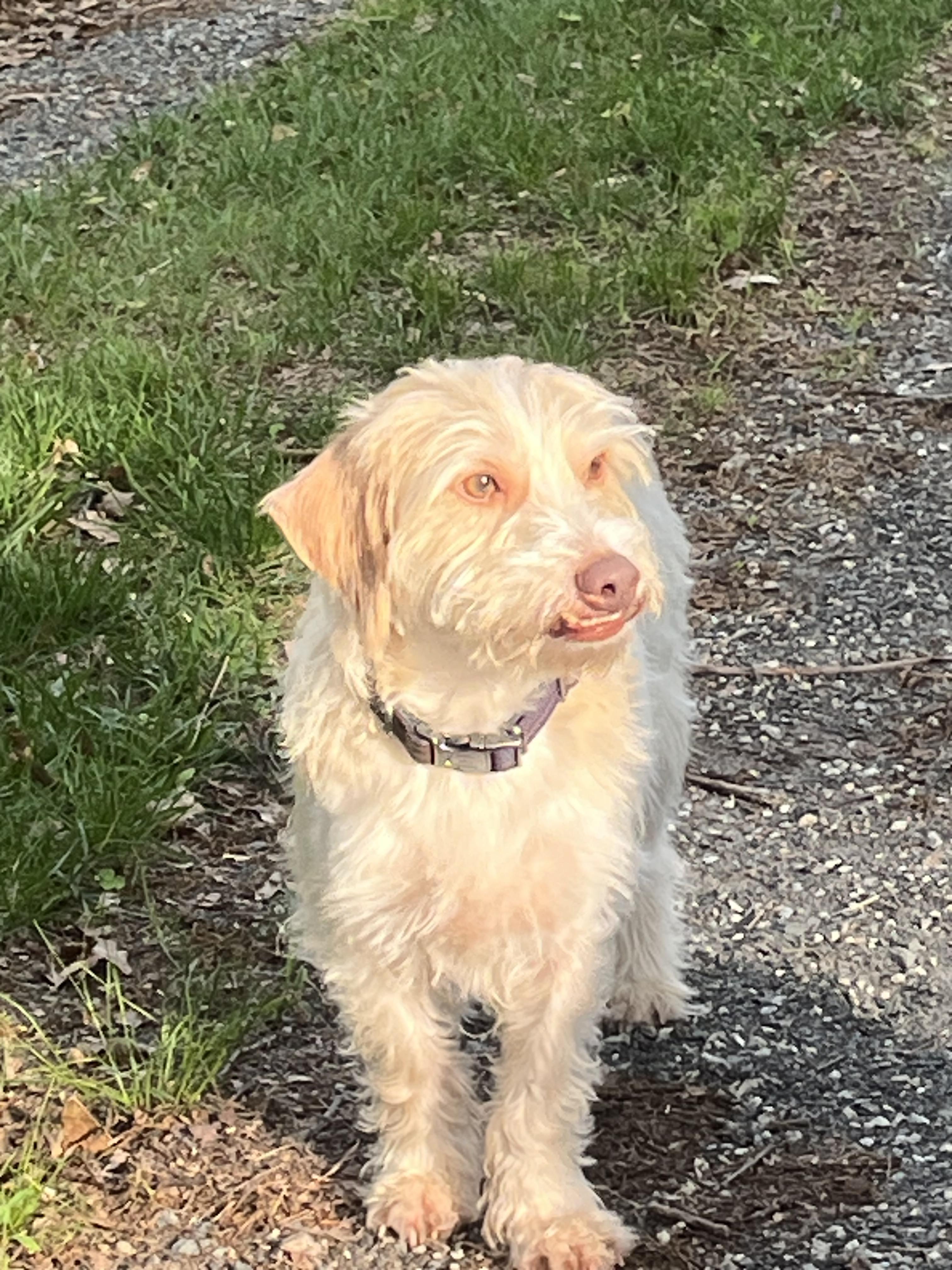 Jimmy James Kelley, a Adopted mixed breed in Chelmsford, MA image 4/6