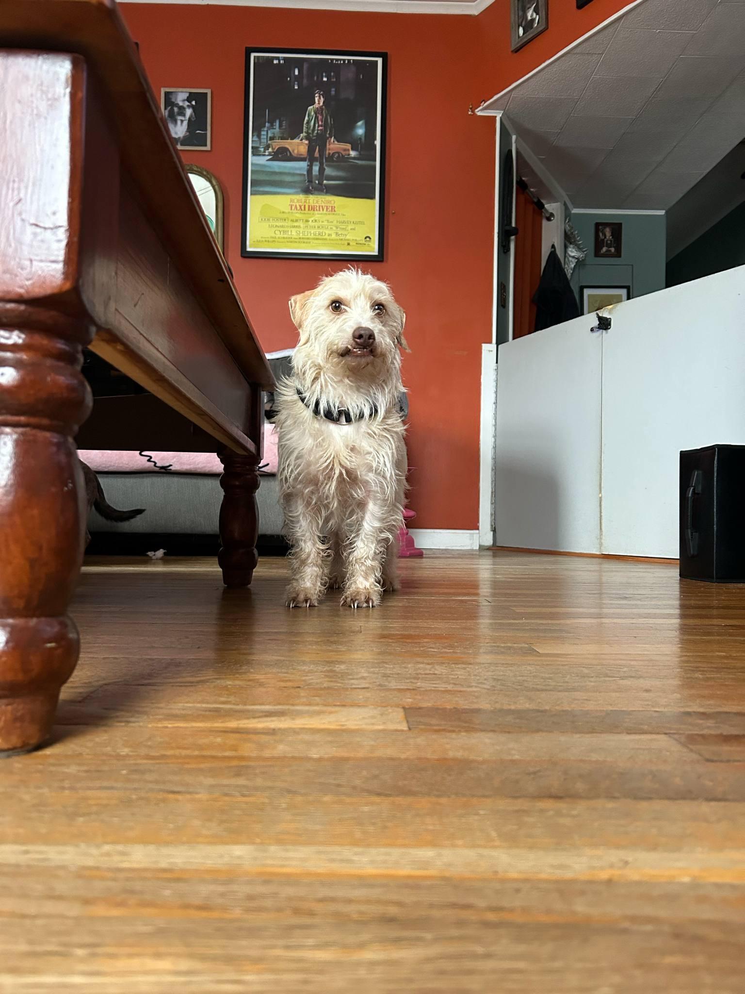 Jimmy James Kelley, a Adopted mixed breed in Chelmsford, MA image 5/6