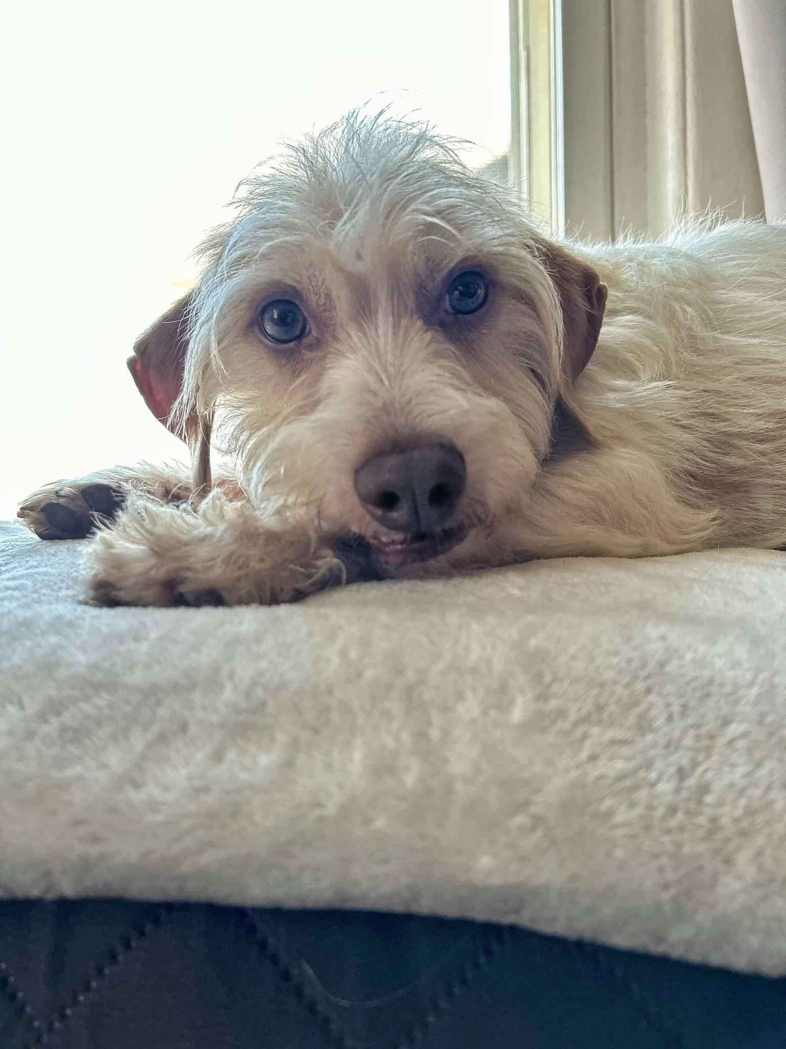 Jimmy James Kelley, a Adopted mixed breed in Chelmsford, MA image 6/6